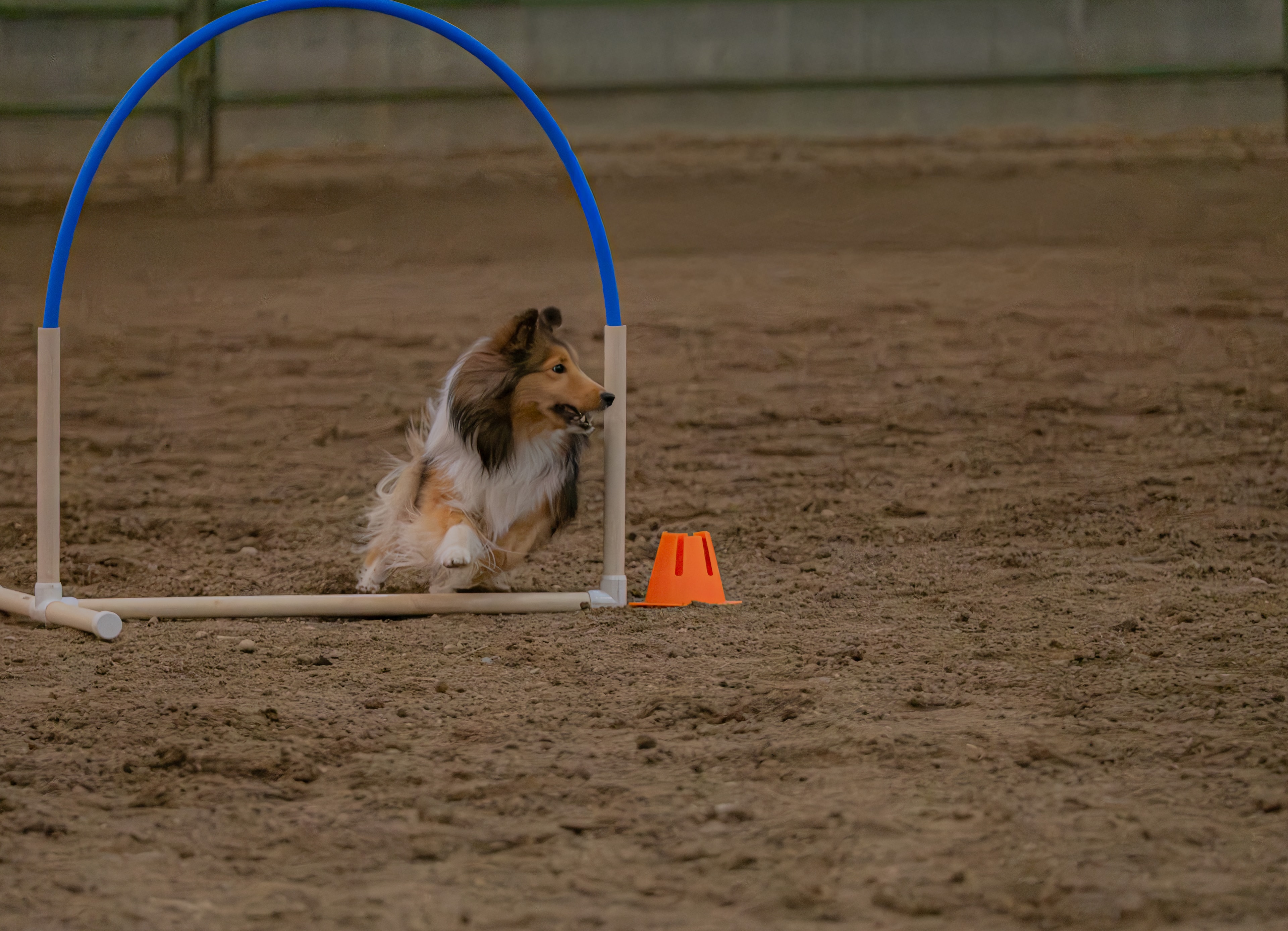 Agility dog 3